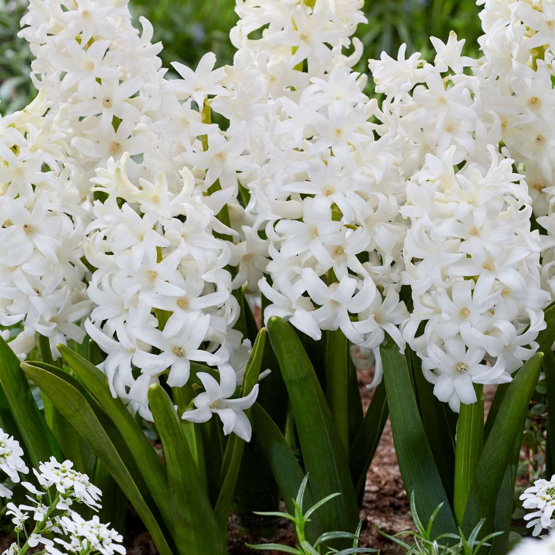Hyacinthus Carnegie - set od 20 komada - zumbul