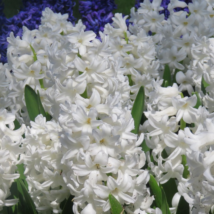 Hyacinthus Carnegie - set od 10 komada - zumbul