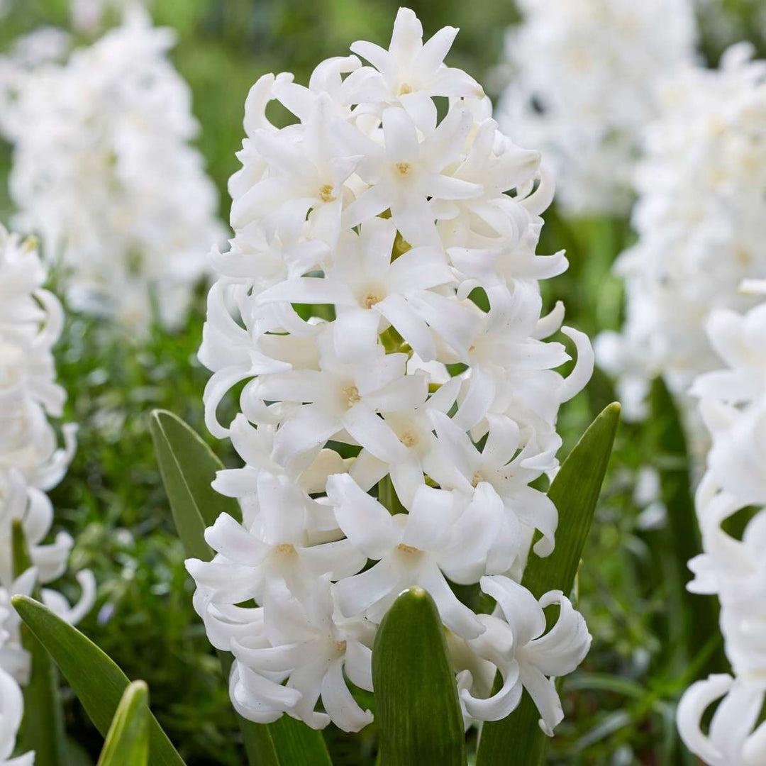 Hyacinthus Carnegie - set od 10 komada - zumbul