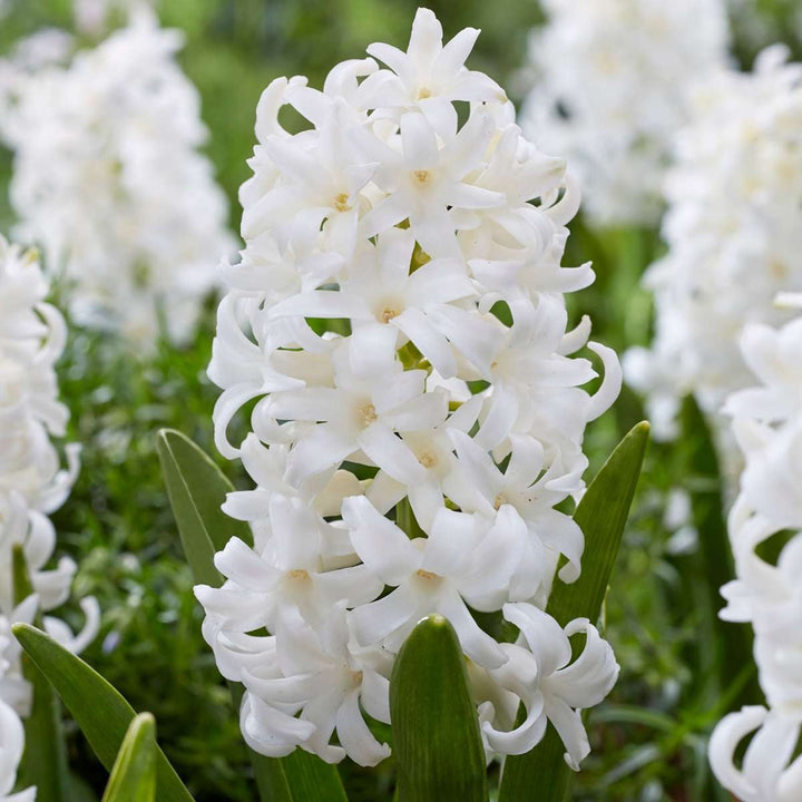 Hyacinthus Carnegie - set od 10 komada - zumbul
