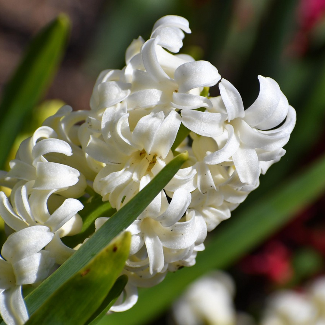 Hyacinthus Carnegie - set od 10 komada - zumbul
