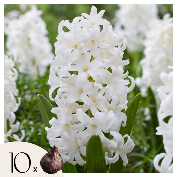 Hyacinthus Carnegie - set od 10 komada - zumbul