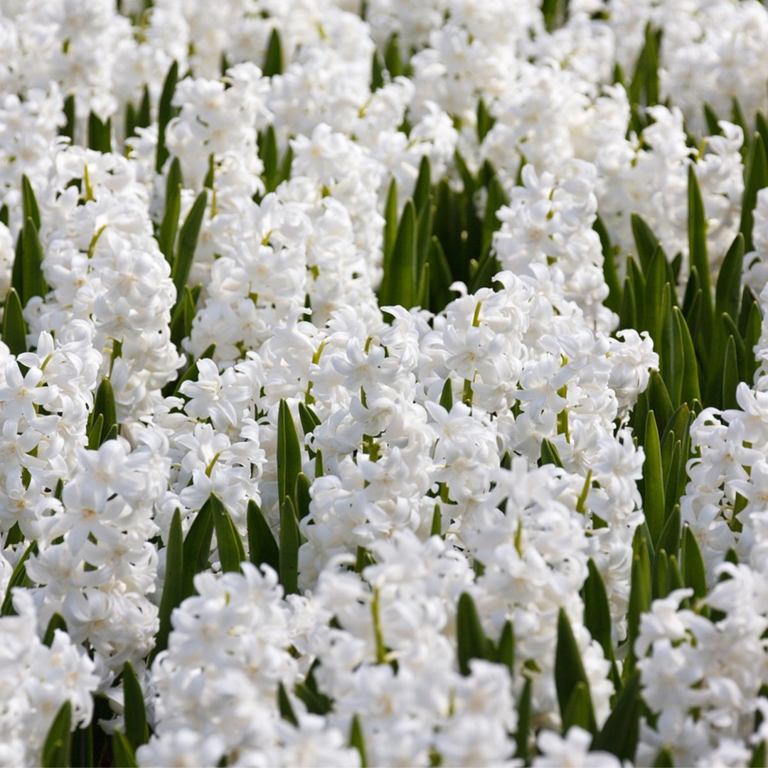 Hyacinthus Carnegie - set od 20 komada - zumbul