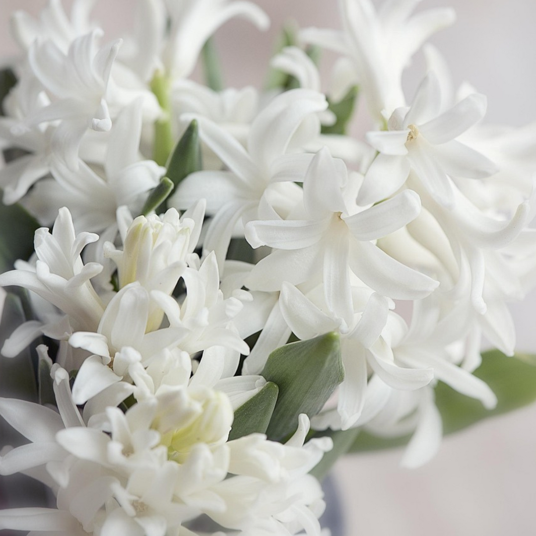 Hyacinthus Carnegie - set od 20 komada - zumbul