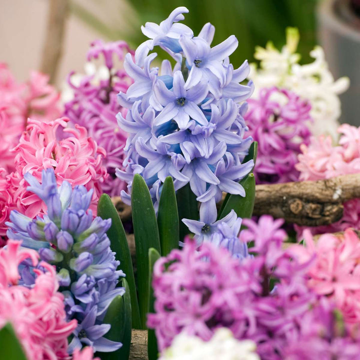Hyacinthus Mix - 20 rinkinys - Hiacintas