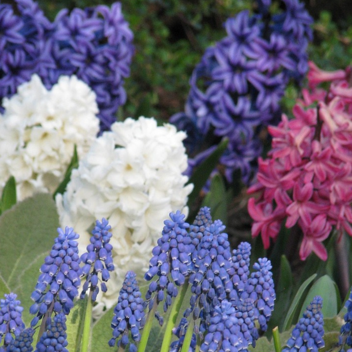 Hyacinthus Mix - 20 rinkinys - Hiacintas