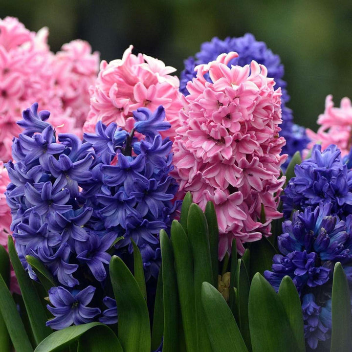 Hyacinthus Mix - 20 rinkinys - Hiacintas