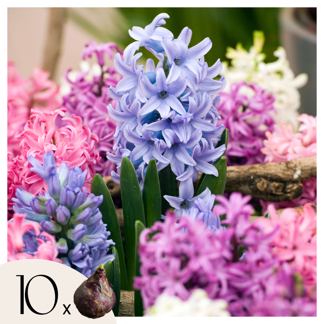 Hyacinthus Mix - 20 rinkinys - Hiacintas