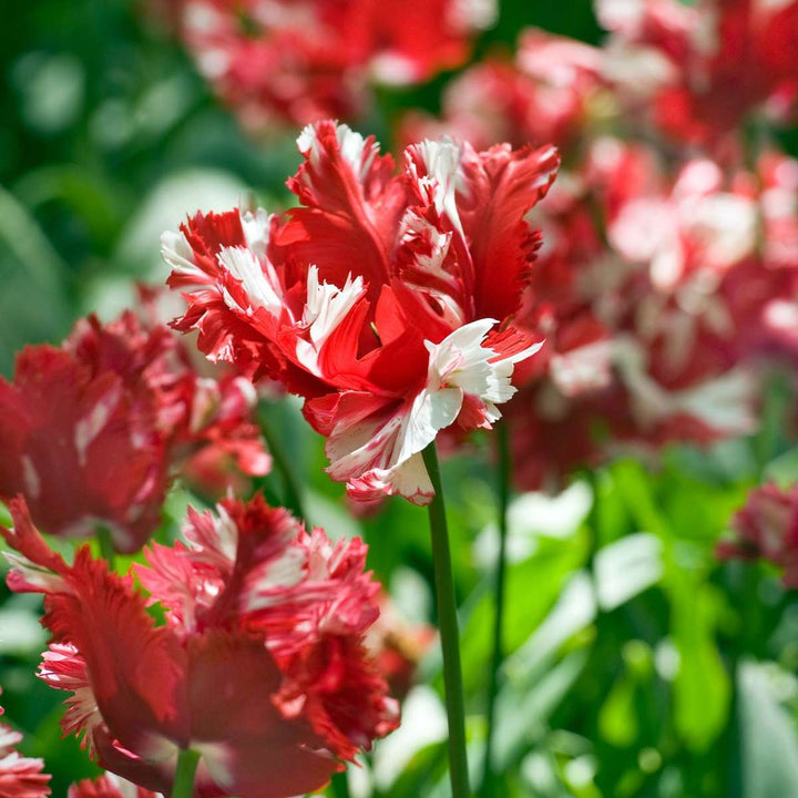 Tulipa 'Estella Rijnveld' - Set van 14 - Tulpenbollen