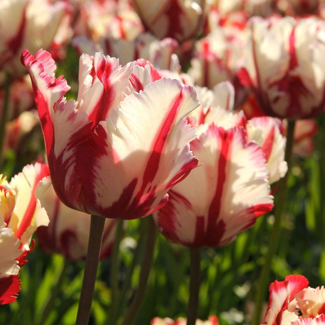 Tulipa 'Estella Rijnveld' - Set van 14 - Tulpenbollen
