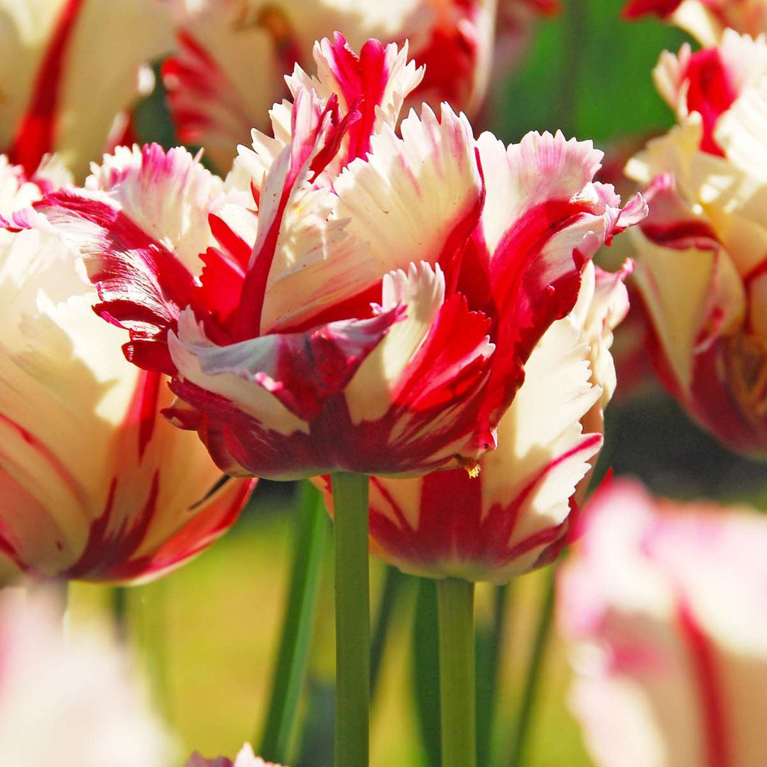 Tulipa 'Estella Rijnveld' - Set van 14 - Tulpenbollen