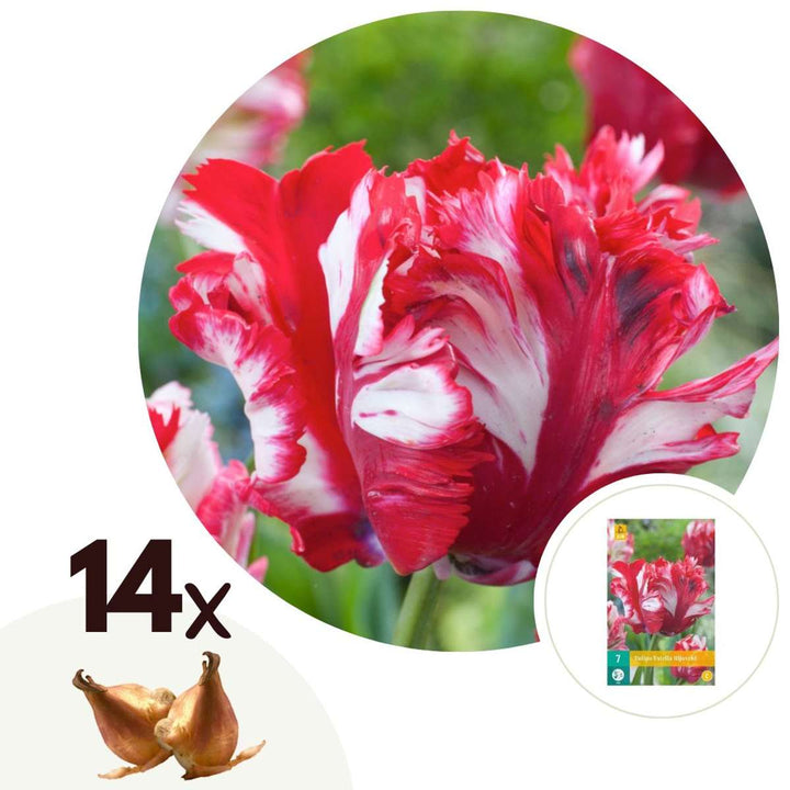 Tulipa 'Estella Rijnveld' - Set van 14 - Tulpenbollen