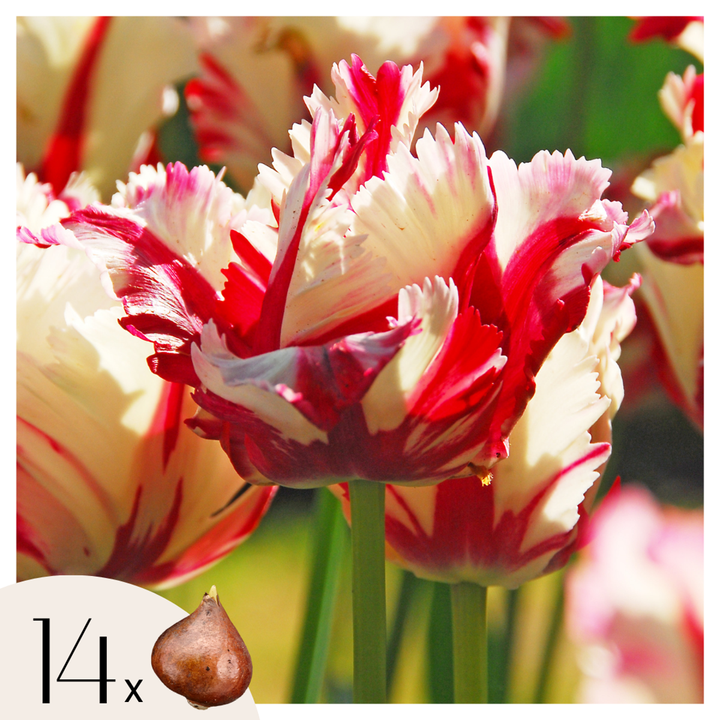 Tulipa 'Estella Rijnveld' - Set van 14 - Tulpenbollen