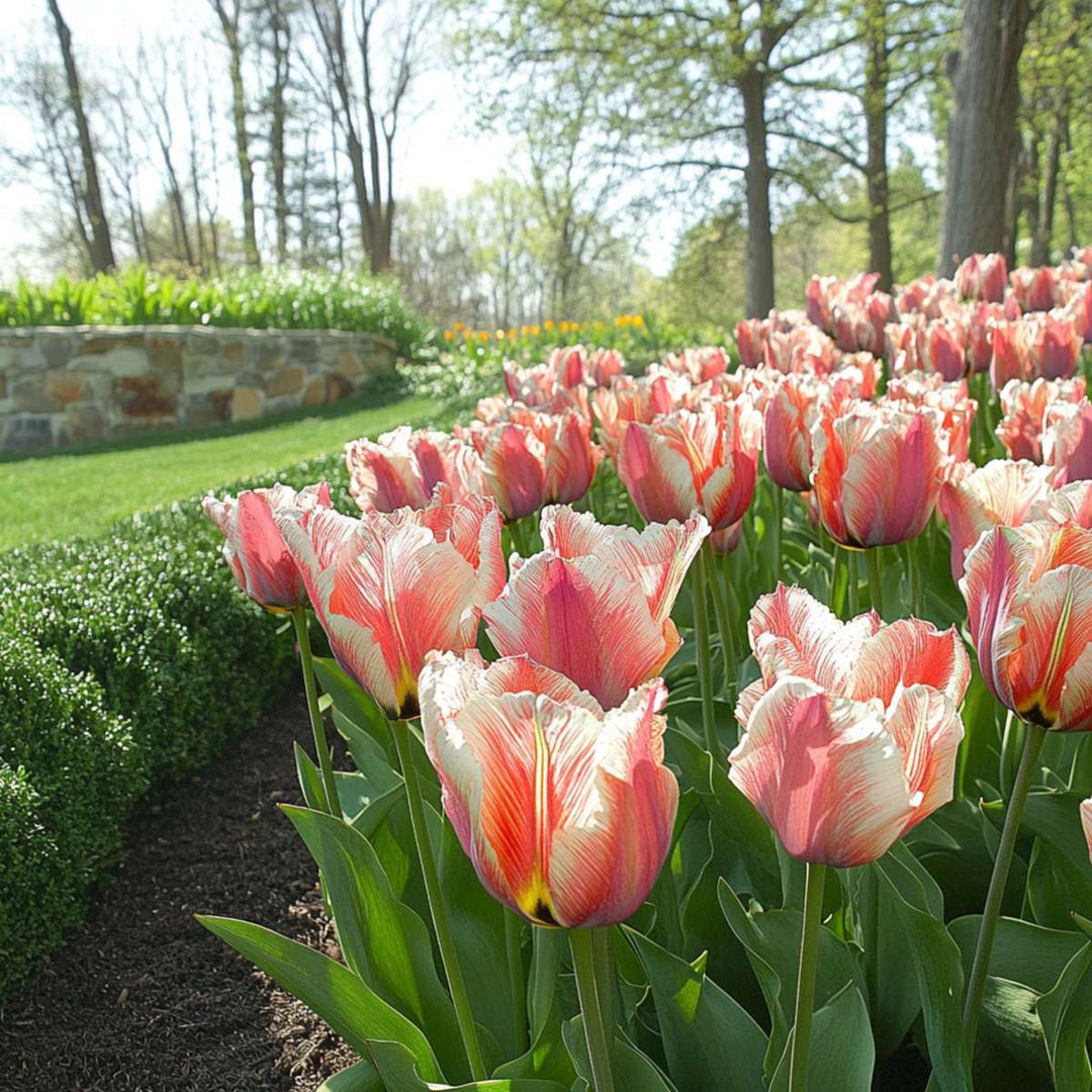 Tulipa 'Apricot Parrot' - Lukovice tulipana - Set od 14