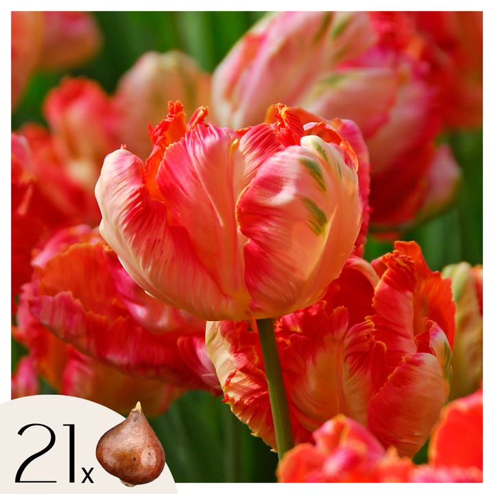 Tulipa 'Apricot Parrot' - Lukovice tulipana - Set od 21