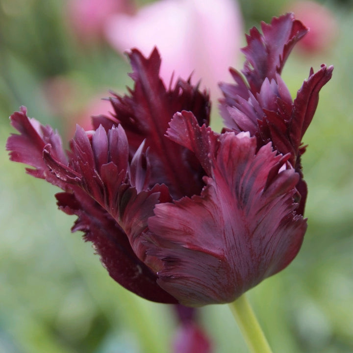 Tulipa 'Black Parrot' - Tulpenbollen - Set van 14 - Paars