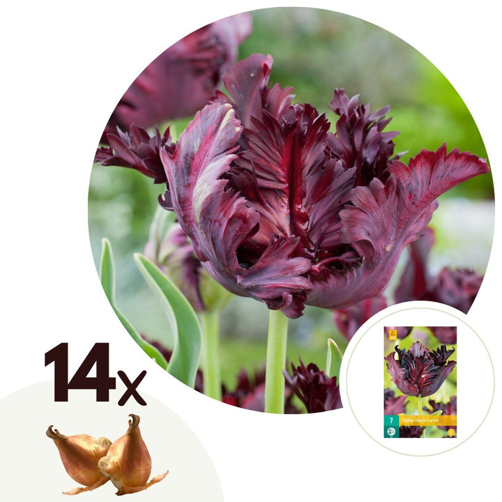 Tulipa 'Black Parrot' - Tulpenbollen - Set van 14 - Paars