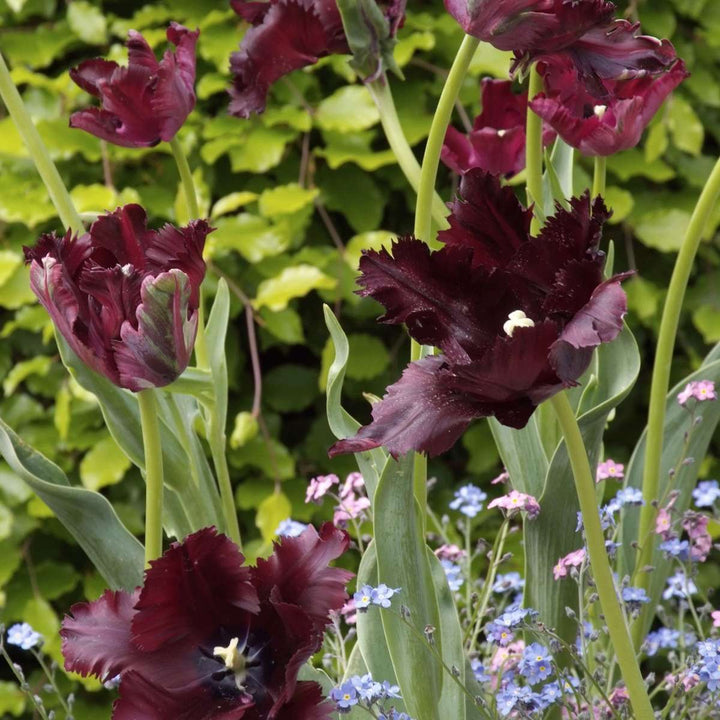 Tulipa 'Black Parrot' - Lukovice tulipana - Set od 21 komada - Ljubičasta