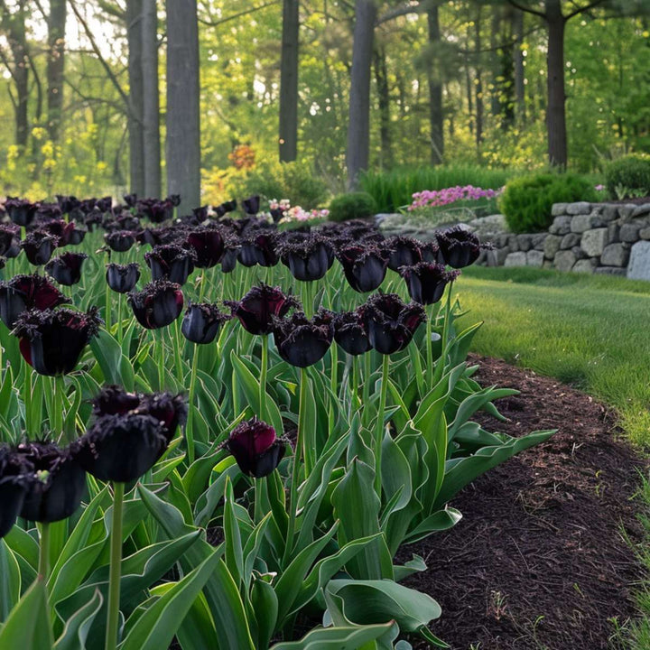 Tulipa 'Black Parrot' - Lukovice tulipana - Set od 21 komada - Ljubičasta