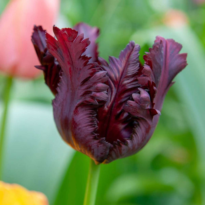 Tulipa 'Black Parrot' - Lukovice tulipana - Set od 21 komada - Ljubičasta