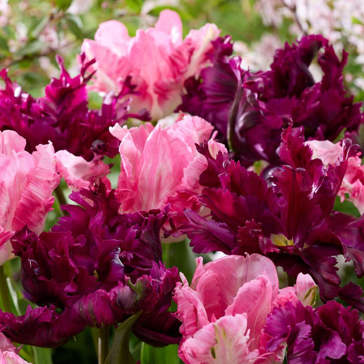 Tulipa 'Parrot Negrita' - Tulpen - Set van 14 - Donkerpaars