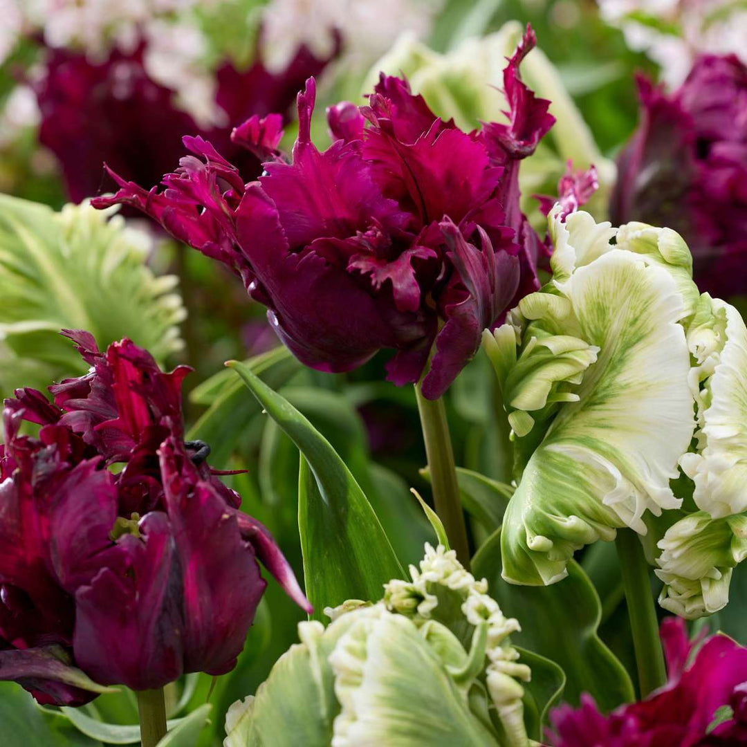 Tulipa 'Parrot Negrita' - Tulpen - Set van 14 - Donkerpaars