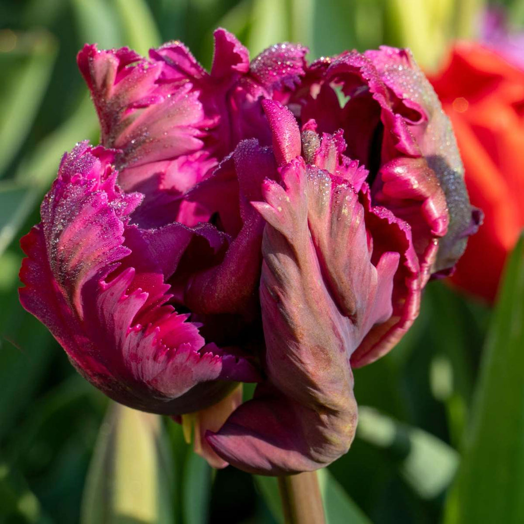 Tulipa 'Parrot Negrita' - Tulpen - Set van 14 - Donkerpaars