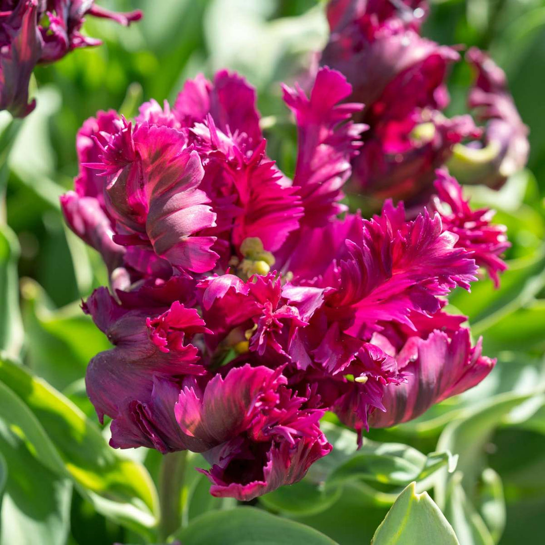 Tulipa 'Parrot Negrita' - Tulpen - Set van 14 - Donkerpaars