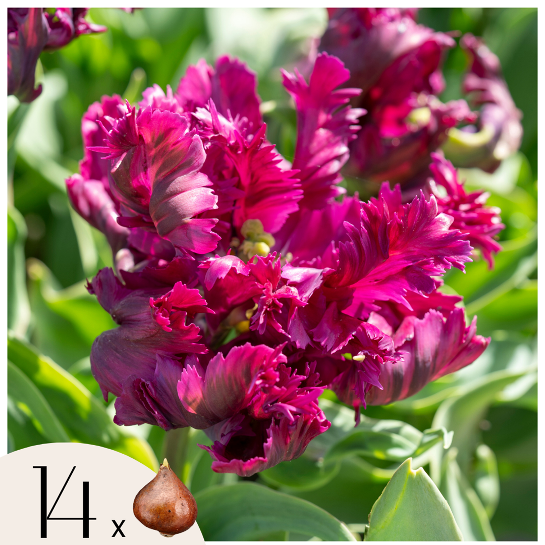 Tulipa 'Parrot Negrita' - Tulpen - Set van 14 - Donkerpaars