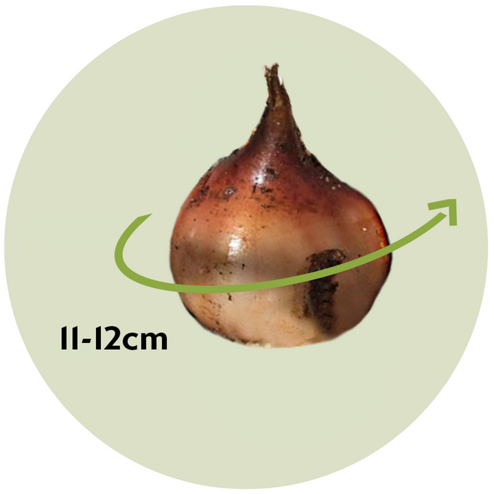 Tulipani 'Parrot Negrita' - Tulipani - Set od 15 komada - tamnoljubičasti