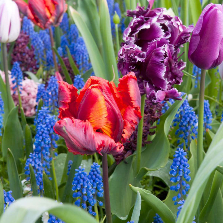 Tulipa 'Rasta Parrot' - 10 vnt rinkinys - Tulpių svogūnėliai