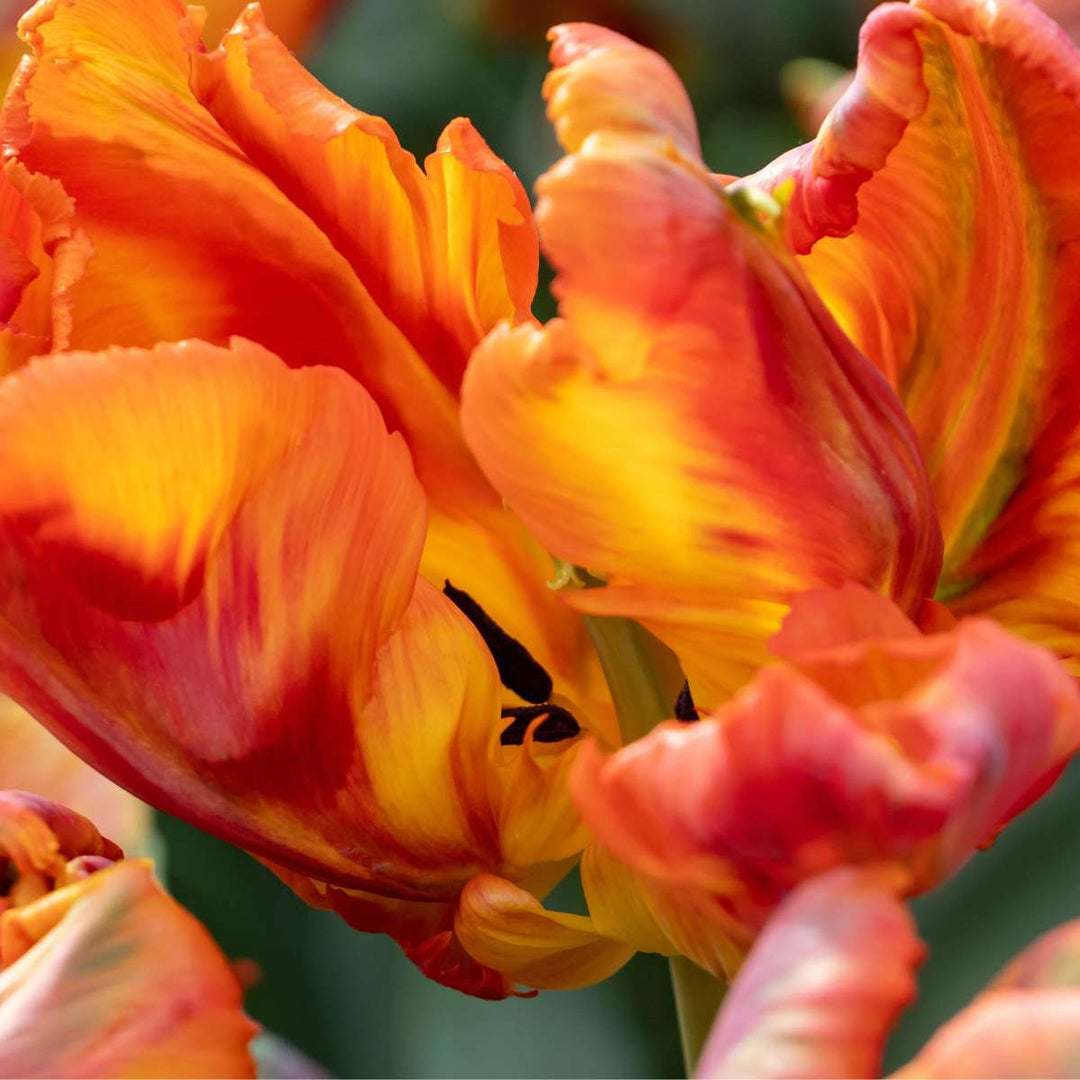 Tulipa 'Rasta Parrot' - 10 vnt rinkinys - Tulpių svogūnėliai