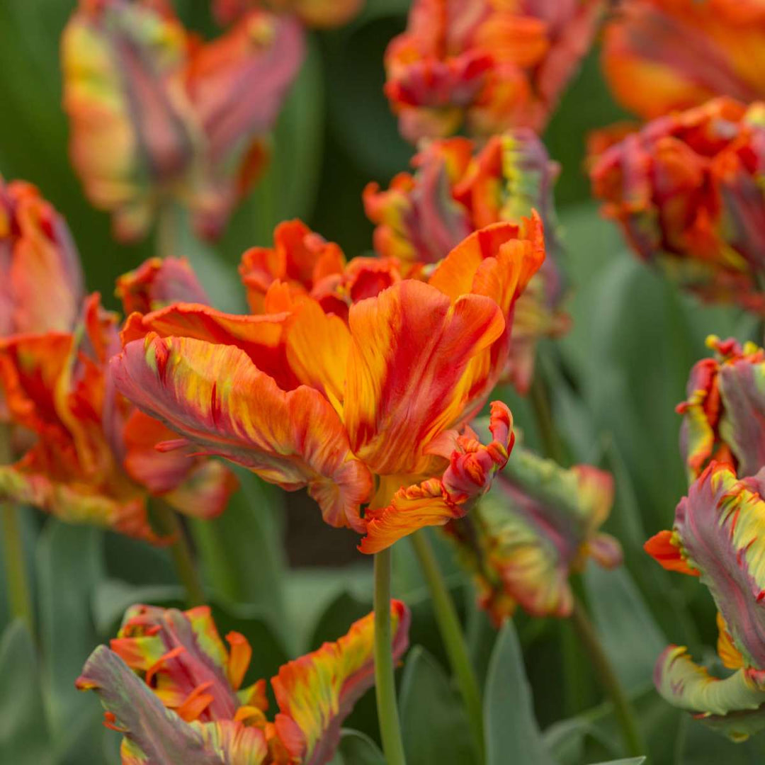 Tulipa 'Rasta Parrot' - 10 vnt rinkinys - Tulpių svogūnėliai