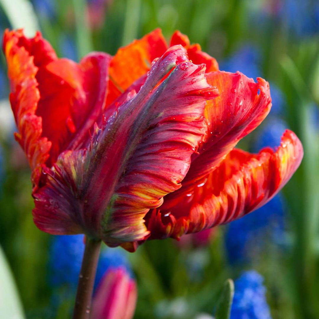 Tulipa 'Rasta Parrot' - 15 tk - tulbisibulad