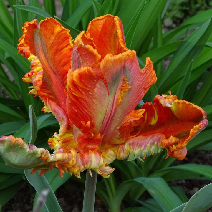 Tulipane 'Rasta Parrot' - set od 20 lukovica tulipana