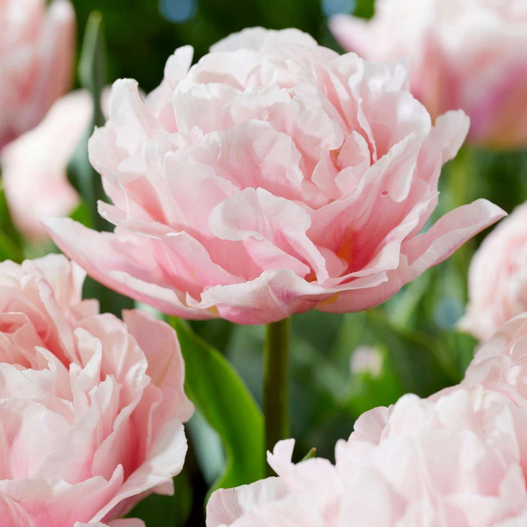 Tulipa 'Dreamer' - set od 25 lukovica tulipana