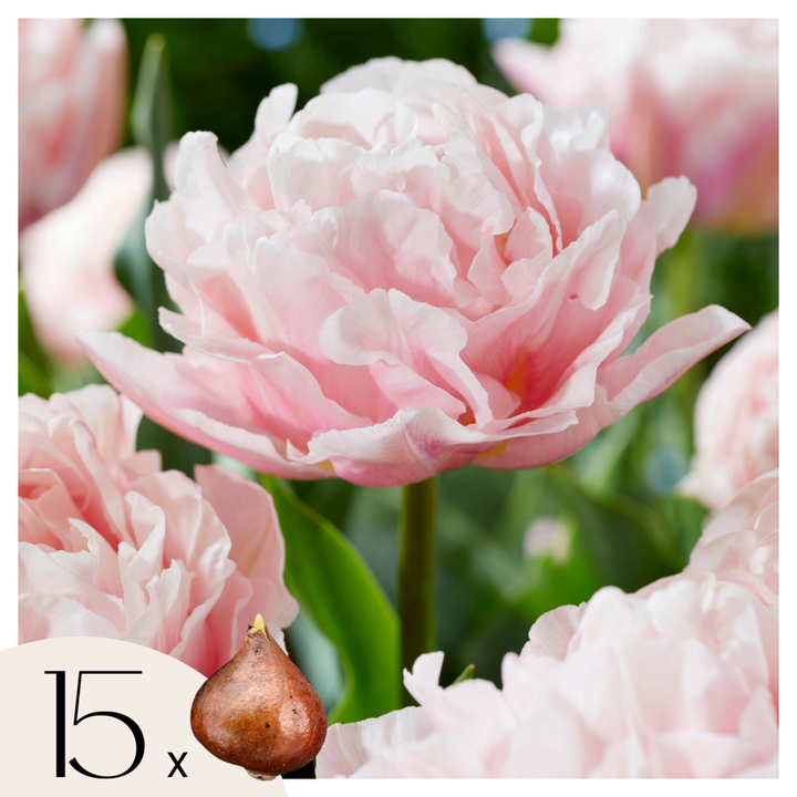 Lalea 'Dreamer' - Set de 15 - Bulbi de lalele