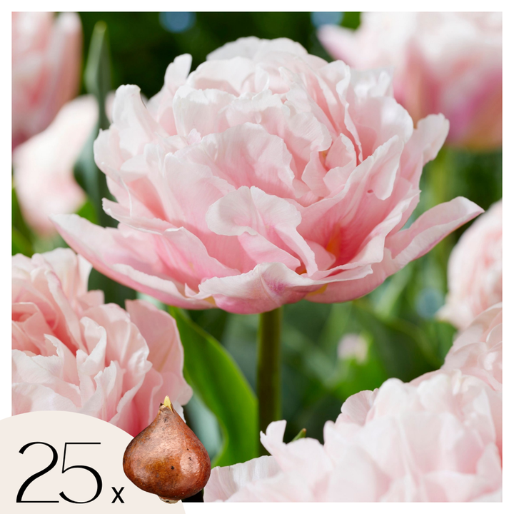 Tulipa 'Dreamer' - set od 25 lukovica tulipana