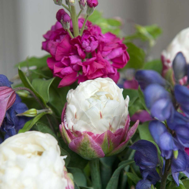 Tulipa 'Ice Cream' - Lukovice tulipana - Set od 10 komada - Ljubičasto-bijele