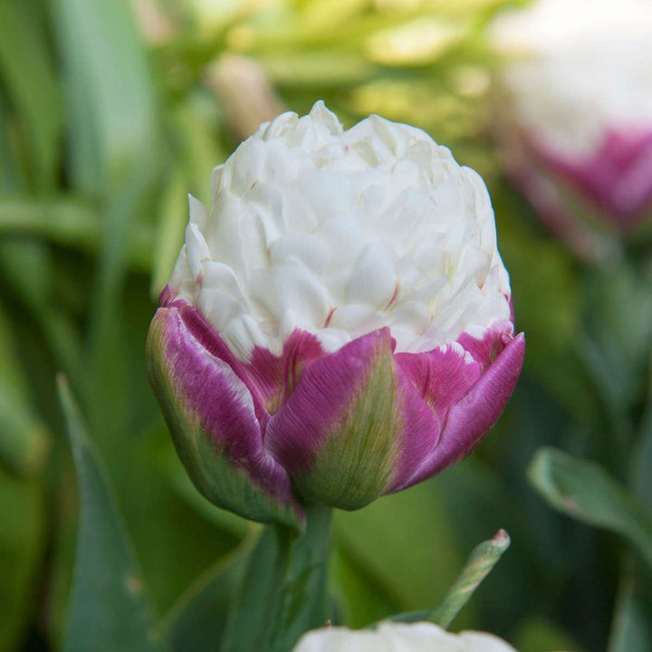 Tulipa 'Ice Cream' - Lukovice tulipana - Set od 10 komada - Ljubičasto-bijele