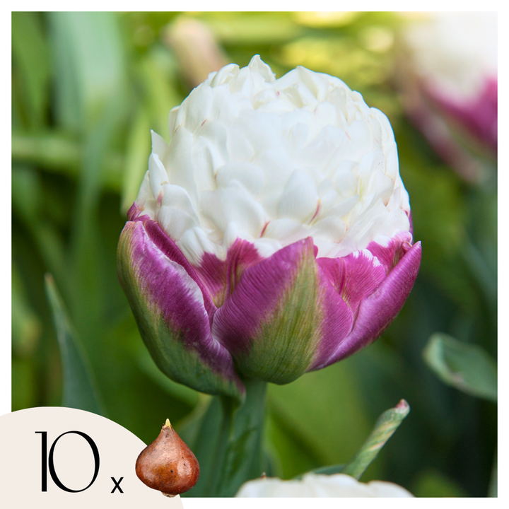 Tulipa 'Ice Cream' - Lukovice tulipana - Set od 10 komada - Ljubičasto-bijele