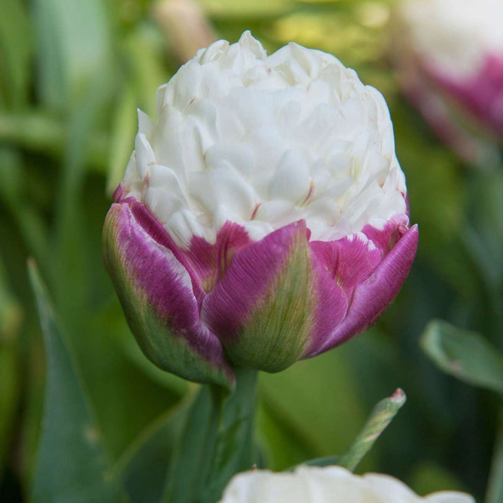 Tulipa 'Ice Cream' - Lukovice tulipana - Set od 15 komada - Ljubičasto-bijele