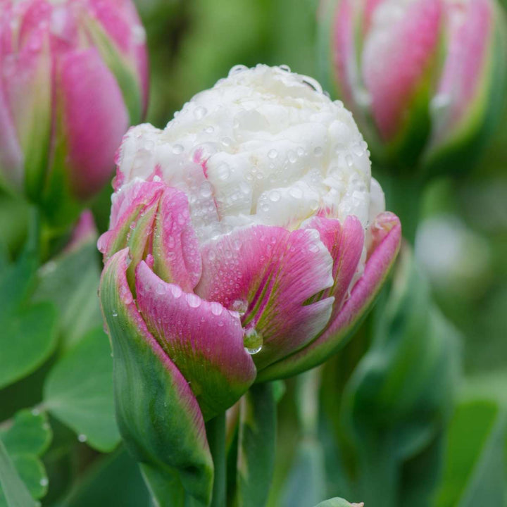 Tulipa 'Ice Cream' - Lukovice tulipana - Set od 20 komada - Ljubičasto-bijele
