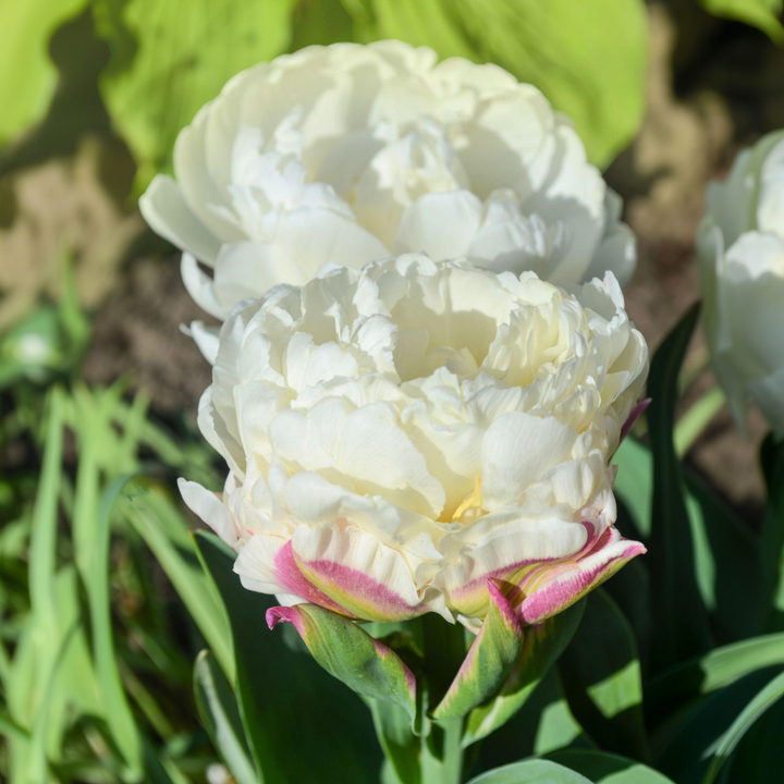 Tulipa 'Ice Cream' - Lukovice tulipana - Set od 10 komada - Ljubičasto-bijele