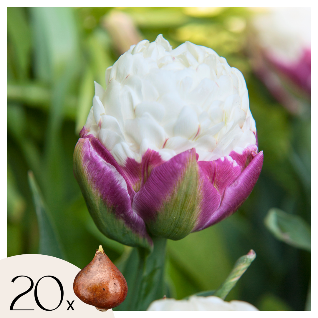 Tulipa 'Ice Cream' - Lukovice tulipana - Set od 20 komada - Ljubičasto-bijele
