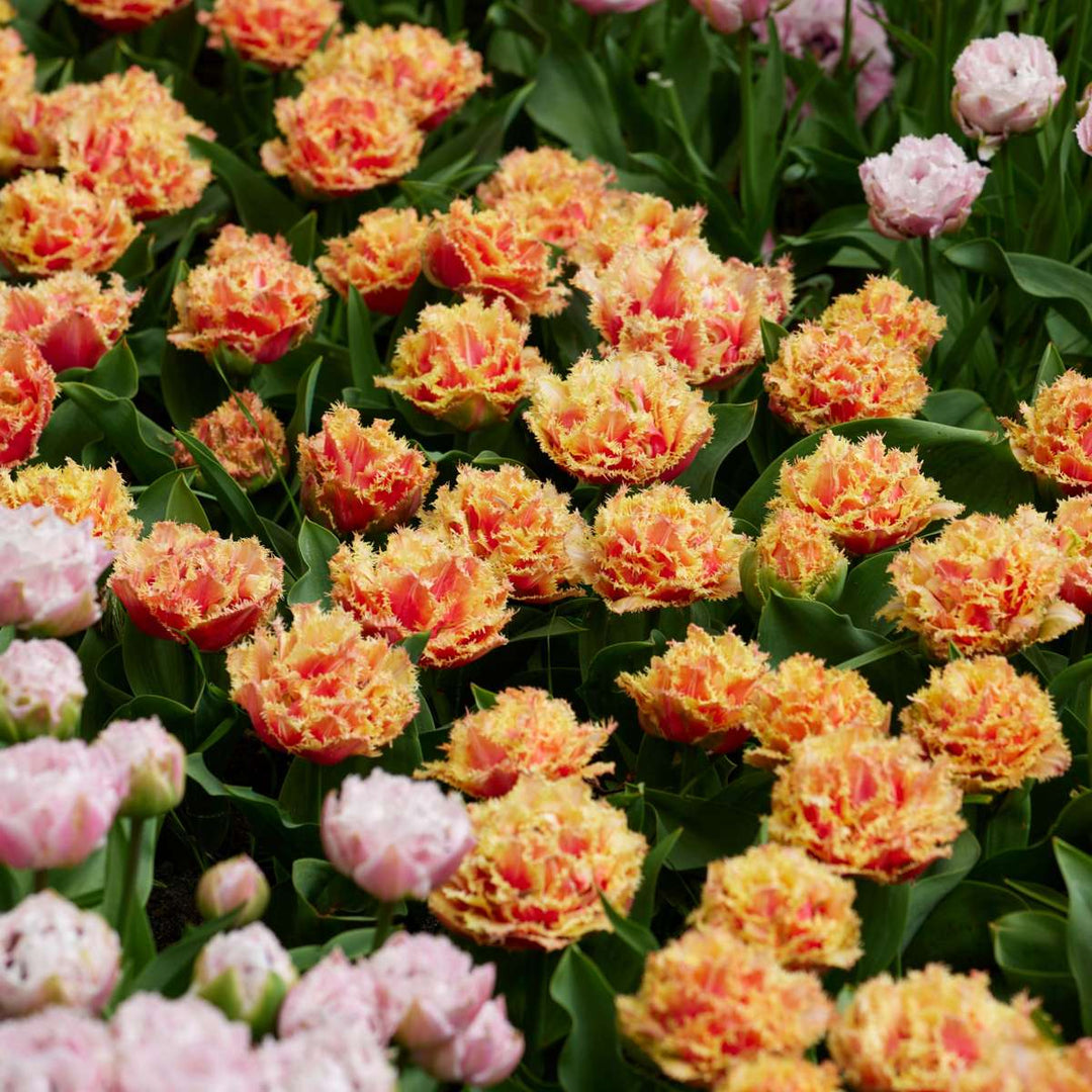 Tulipani 'Brisbane' - Lukovice tulipana - Set od 10 komada - Roza