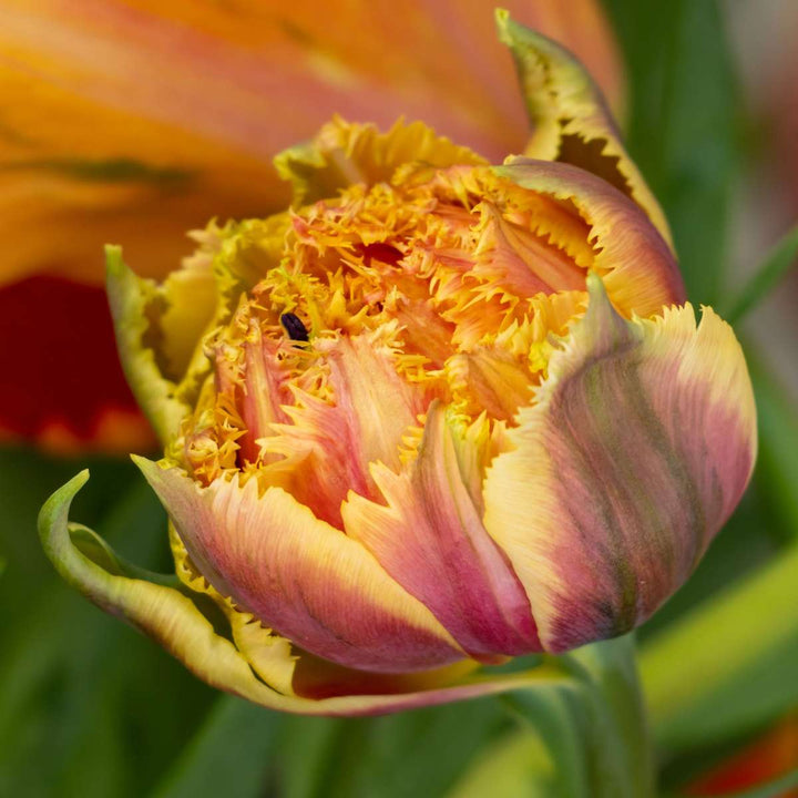 Tulipani 'Brisbane' - Lukovice tulipana - Set od 10 komada - Roza