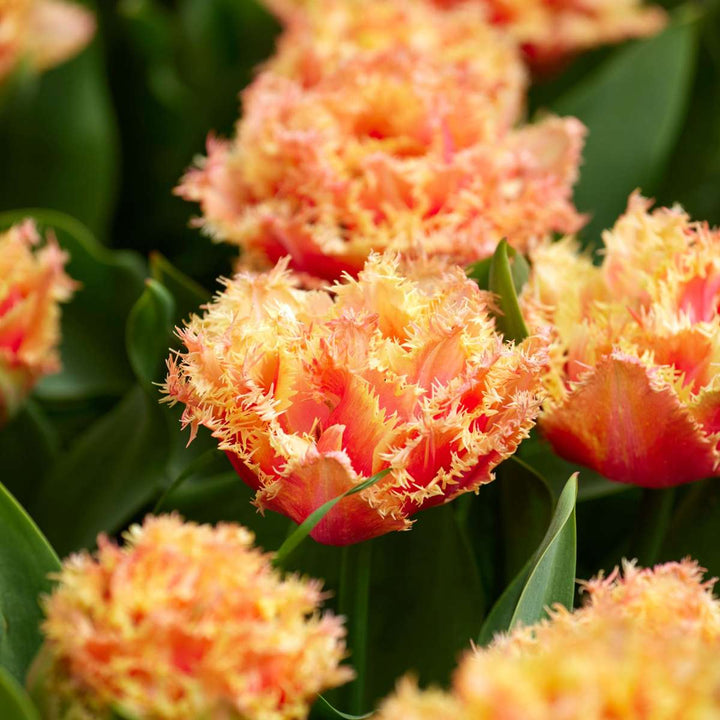 Tulipani 'Brisbane' - Lukovice tulipana - Set od 10 komada - Roza