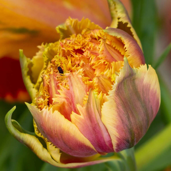 Tulipa 'Brisbane' - Tulbisibulad - 15 tk - Roosa