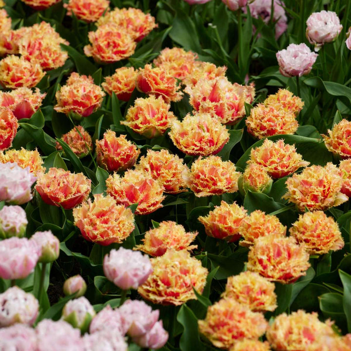 Tulipani 'Brisbane' - Lukovice tulipana - Set od 20 komada - Roza